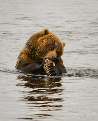 A Kodiak Brown Bear sits in the water of the Ayakulik River eating salmon at Kodiak Island, Alaska by Joseph Classen