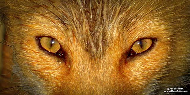 Close-up photo of watchful eyes of a red fox in Uyak Bay, Kodiak Island, Alaska by Joseph Classen.