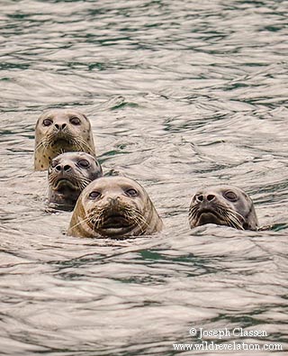 Harbor Seals with heads sticking out of the water in Ugak Bay at Kodiak Island, Alaska by Joseph Classen.