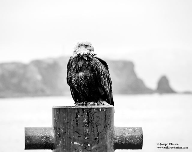 Black and white image of Bald Eage sitting on a post at the dock of a bay in Kodiak Island, Alaska by Joseph Classen