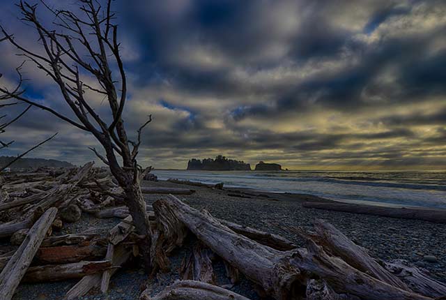 Driftwood strewn on the beach at Olympic National Park, Washington by Michael Leggero.