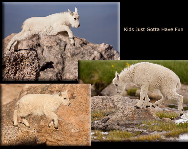 Images of baby mountain goats jumping and playing by Andy Long.