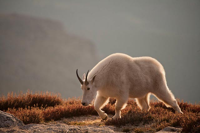 Backlight and rim light on mountain goat at sunset by Andy Long.