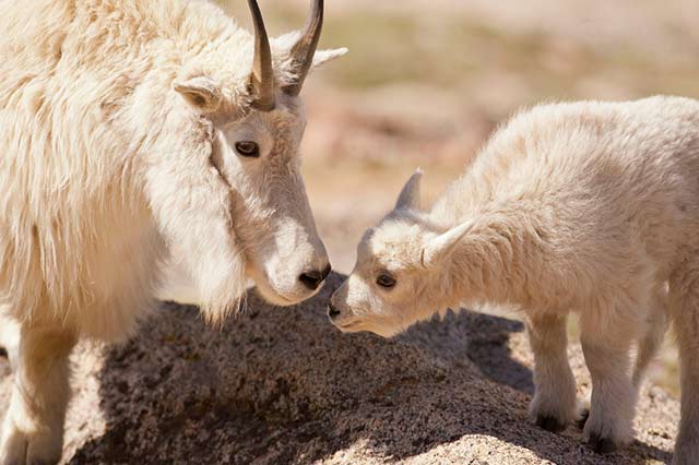 Close-up of baby mountain goat greeting its mom by Andy Long.