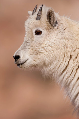 Close-up photo portrait of a young mountain goat with short horns by Andy Long.