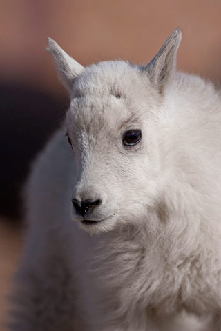Close-up photo portrait of a newborn mountain goat by Andy Long.
