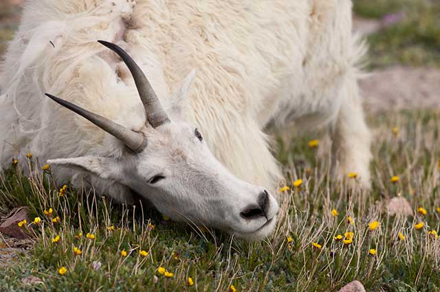 Mountain Goat rubbing its neck on the ground to remove its winter coat by Andy Long.
