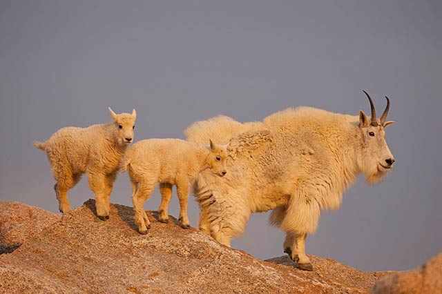 Sunrise photo of female mountain goat and her kids perched on rocks by Andy Long.