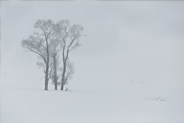 Image of three trees in the fog on a field of snow by Andy Long. 