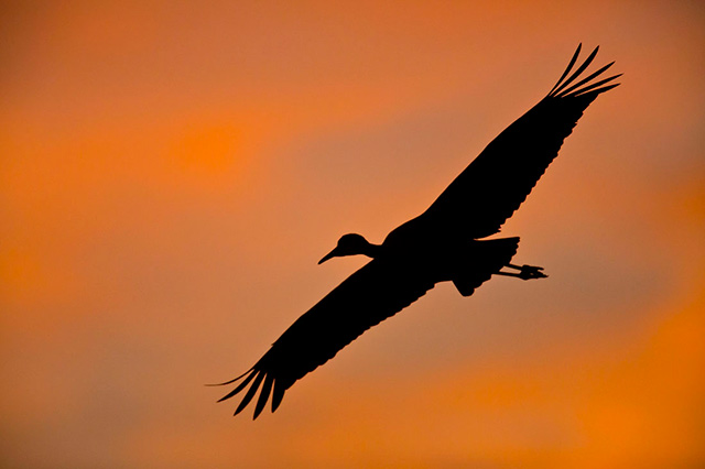 Crane flying in the orange light of sunset at Bosque del Apache National Wildlife Refuge by Andy Long.
