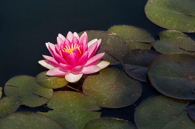 A Water Lily and lily pads lit by natural light by Andy Long.