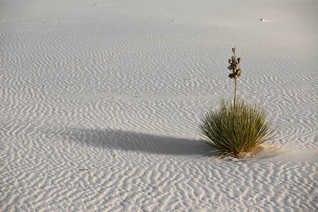 Yucca plant in the rippling sands at White Sands National Monument by Andy Long.