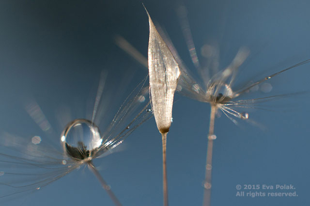 Image of 3 weeds with rain drops showing contrast in shapes by Eva Polak.