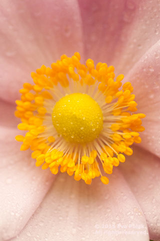 Macro photo of center of pink flower showing textural contrast by Eva Polak.