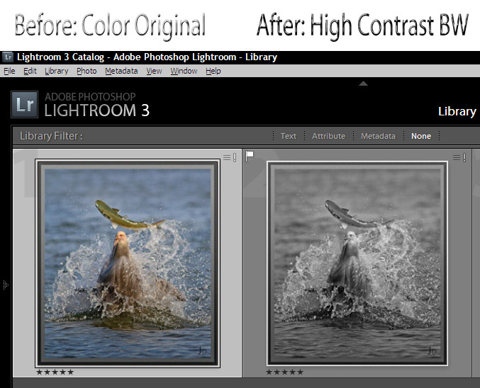 Blur The Background In Lightroom - An Easier Method - Apogee Photo Magazine