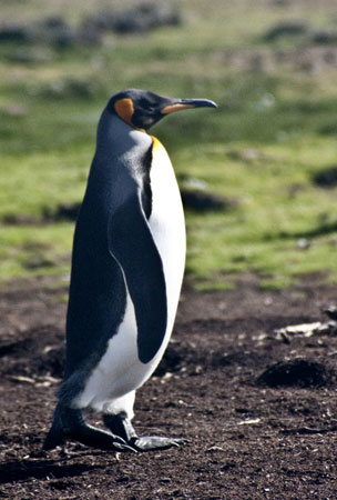 Photo of King Penguin by Noella Ballenger