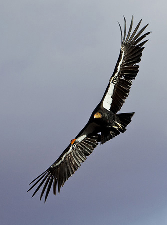 California Condor flying in sky by Brad Sharp.
