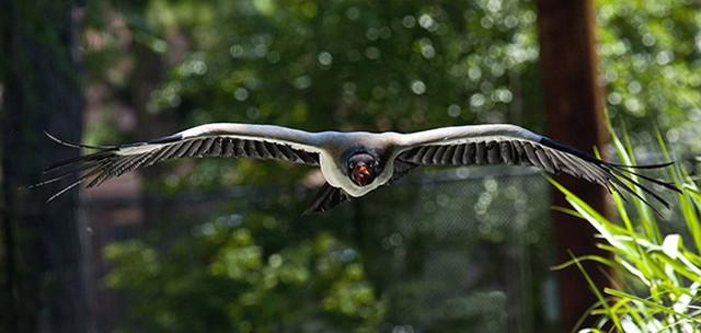 Photo of King Vulture flying straight towards the camera by Brad Sharp.