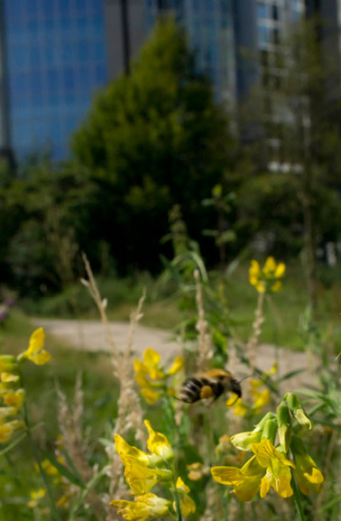 insect photography. Photo of wildflowers and a Bumblebee in the city of Brussels by Edwin Brosens