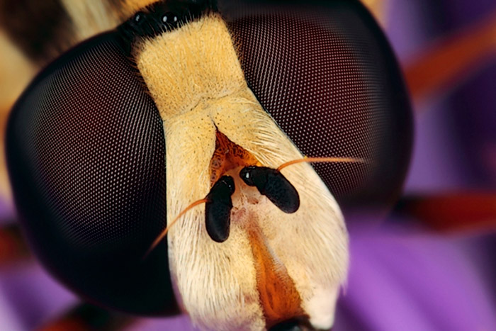 Introduction to Microphotography. Microphoto of the detail of the head of a large Hoverfly byHuub de Waard.