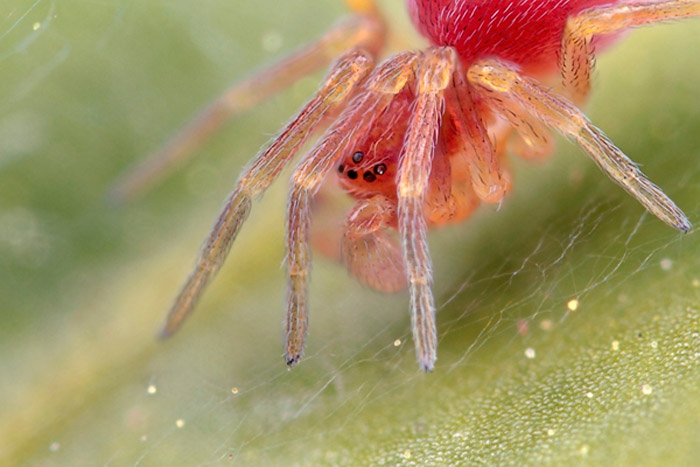 Microphoto of a web-using spider by Huub de Waard.