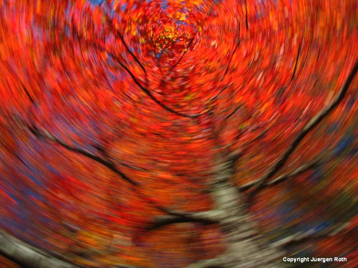 Intentional Camera Movement. Rotating camera movement makes a swirling carousel of a red fall tree by Juergen Roth.