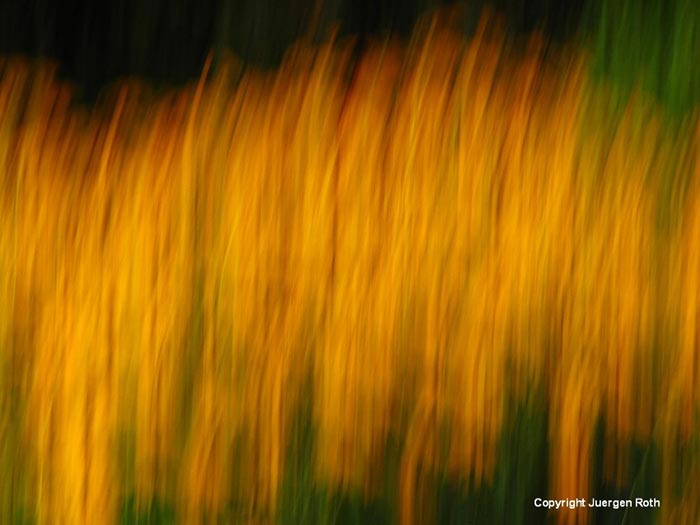 Intentional verticall camera movement: image of abstract Black-eyed Susan field of orange flowers by Juergen Roth.