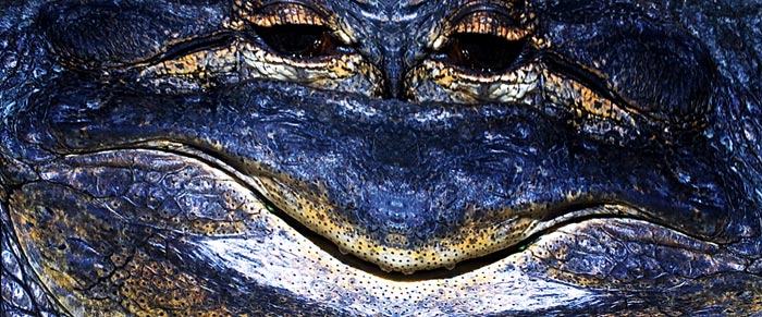 Crazy Face image of alligator using The Austin Method by Jim Austin