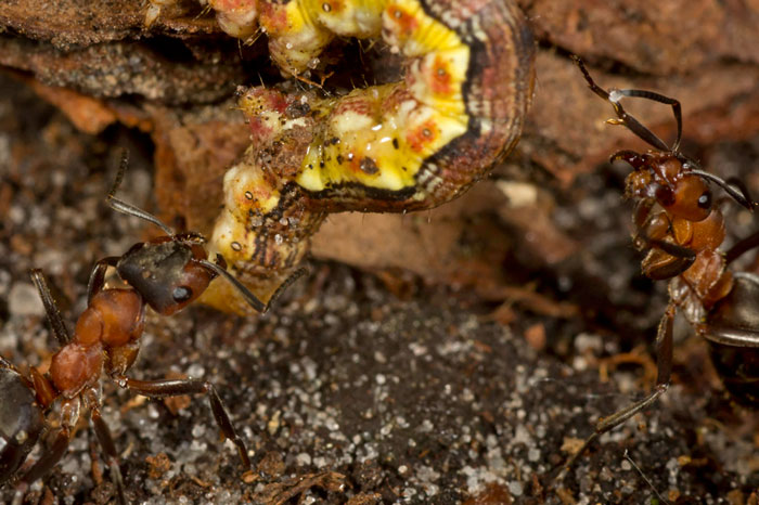 Macro photo of Wood Ants with caterpillar by Edwin Brosens
