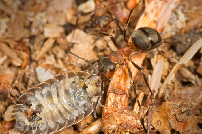 Macro photo of Wood Ant with Woodlouse by Edwin Brosens