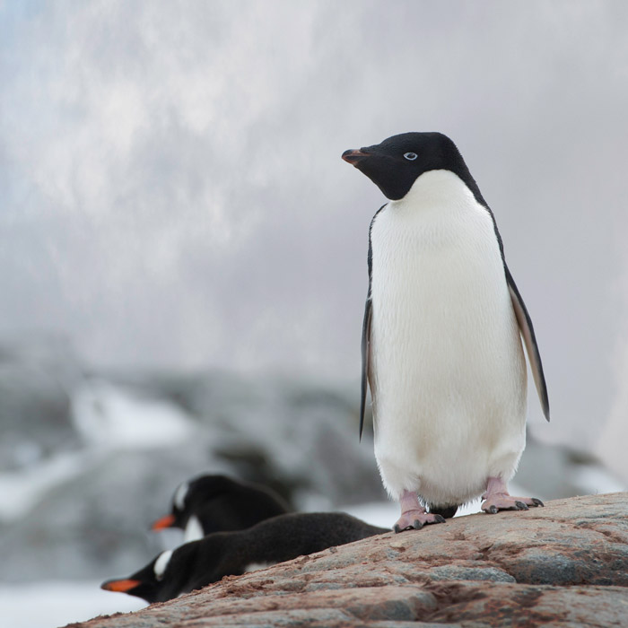 Close-up photo of Adélie Penguin in Antarctica by Michael Leggero.