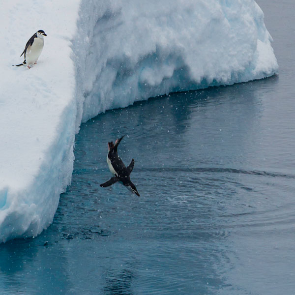 Photo of Chinstrap Penguin diving off glacier into water by Michael Leggero.