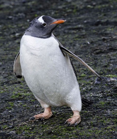 Close-up photo of Gentoo Penguin in Antarctica by Michael Leggero.