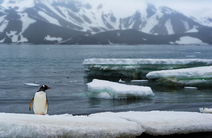 Photo of Gentoo Penguin standing on iceberg in Antarctica by Michael Leggero.