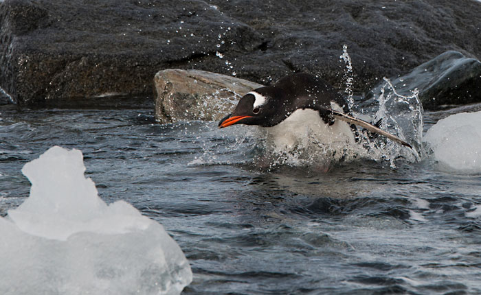 Photo of Gentoo Penguin after jumping in water in Antarctica by Michael Leggero.
