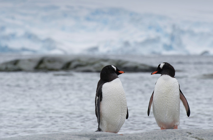 Photo of two Gentoo Penguins in front of water and glacier in Antarctica by Michael Leggero.