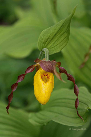 Photo guide to Acadia National Park: Macro image of a Yellow Lady Slipper flower at Wild Gardens of Acadia by Juergen Roth.