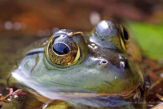 Photo guide to Acadia National Park: Macro image of a frog in a pond by Juergen Roth.