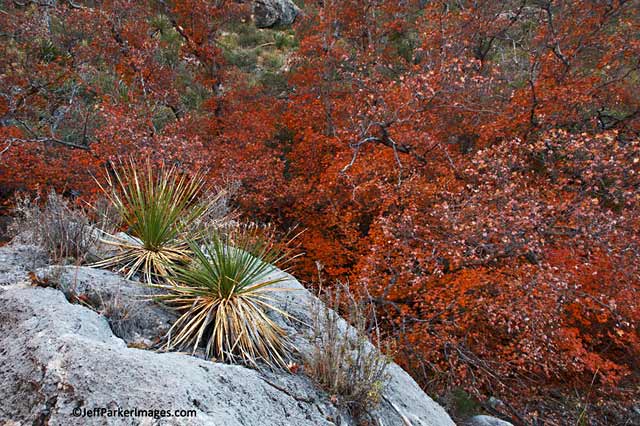 Fall photos: orange, rust and red brush next to large rock by Jeff Parker.