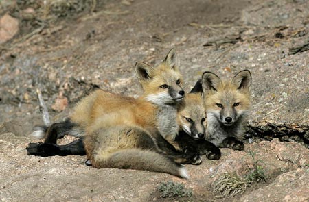 Photo of Red Fox pups by Andy Long