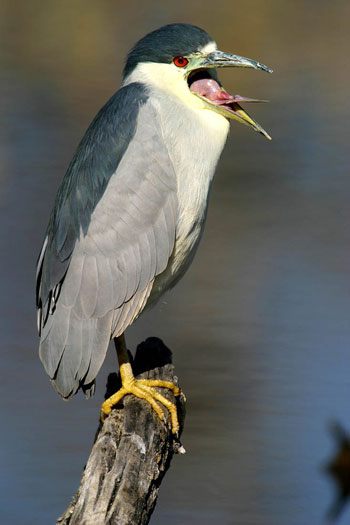 Photo of Night Heron by Andy Long