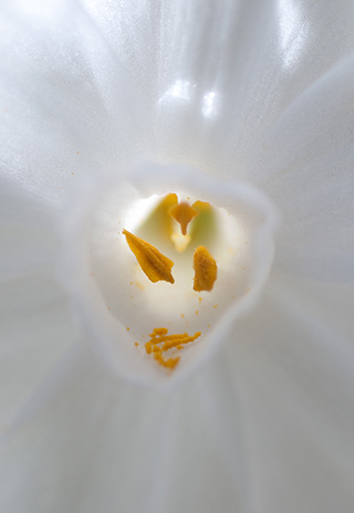 Macro images of the yellow stamen of a white flower by Eva Polak.