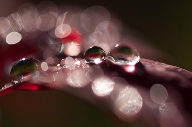 Abstract image of water drops by Eva Polak..