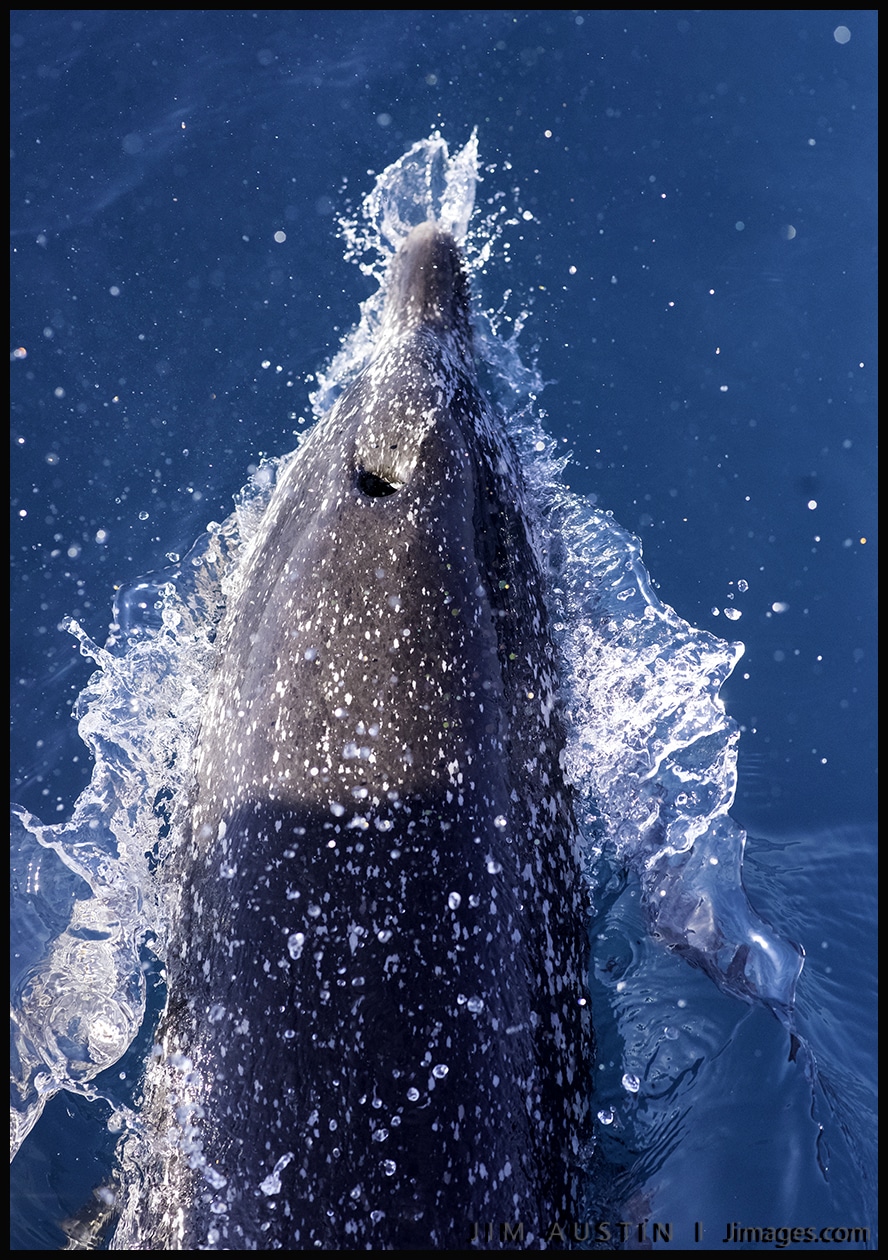 dolphin photography 