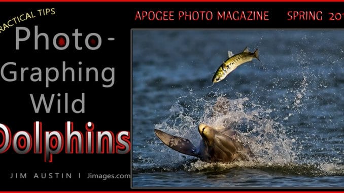 dolphin photography